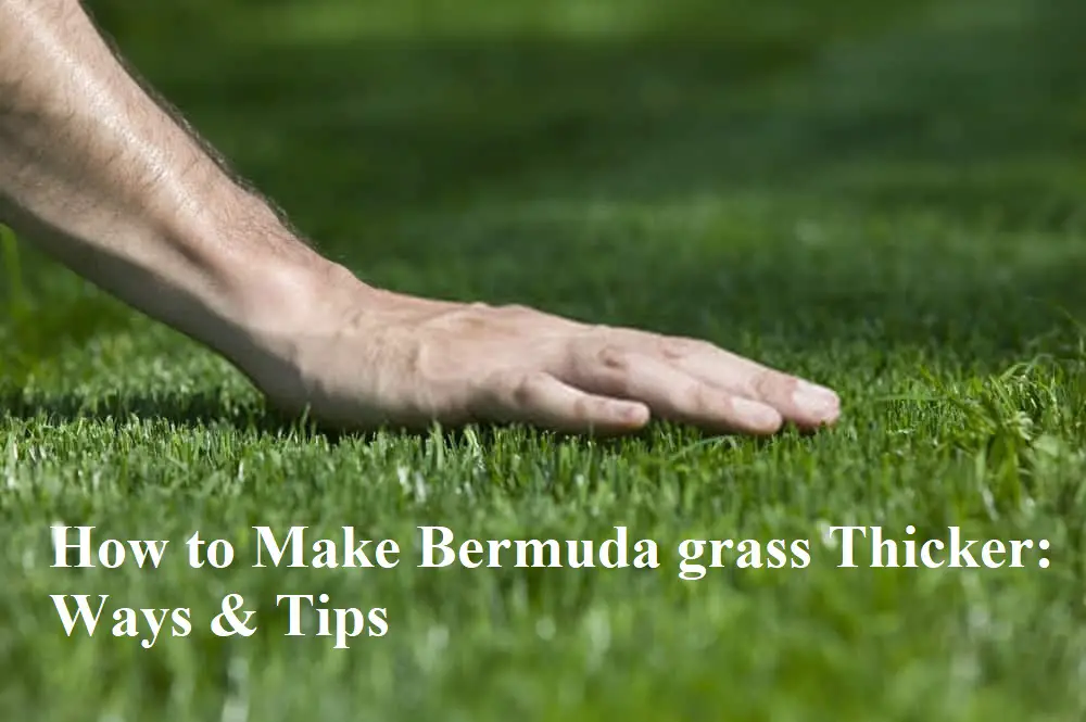 How to Make Bermuda grass Thicker: Ways & Tips