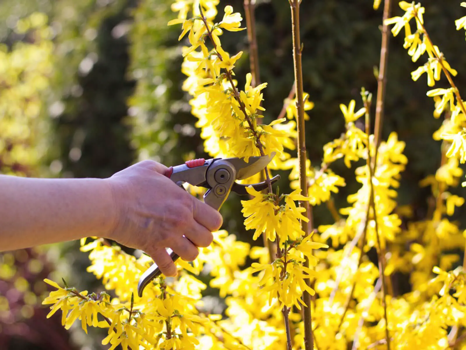 The best way to get rid of the Forsythia plant