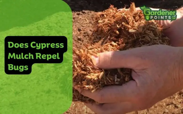 Does Cypress Mulch Repel Bugs & What Mulch Do It Best?
