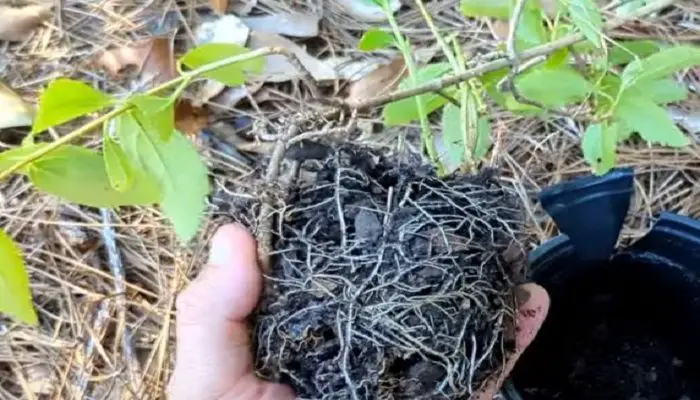 How Deep Are Forsythia Roots