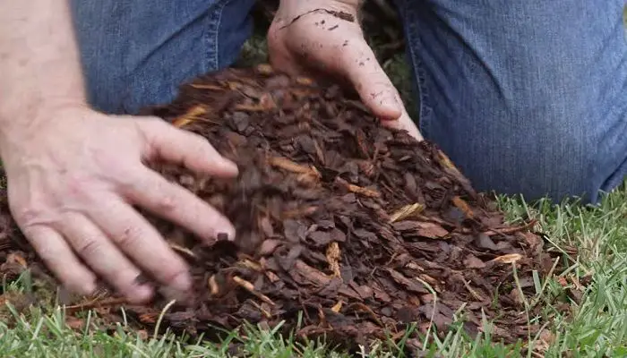 How Does Cypress Mulch Repel Bugs 