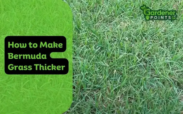 How to Make Bermuda Grass Thicker? (Easy Ways To Follow)