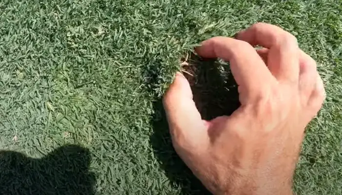 What Causes Thinning Bermuda Grass