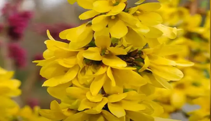 What Is Forsythia Bush - Do They Have Deep Roots?